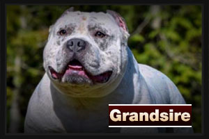 Grandsire - Chumlee